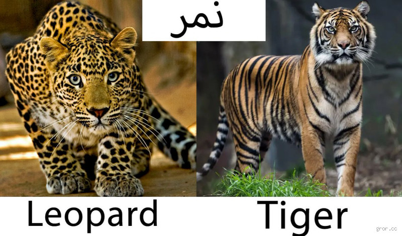 ما اسم النمر في الإنجليزي؟
