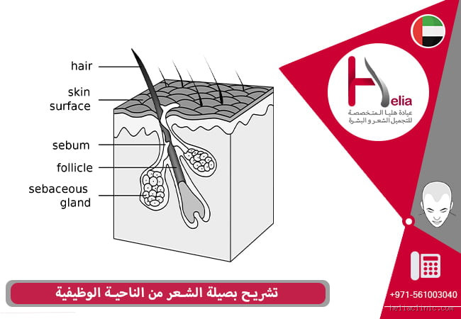 هل يمكن أن تتجدد بصيلات الشعر فعلاً أم أنها تموت للأبد؟