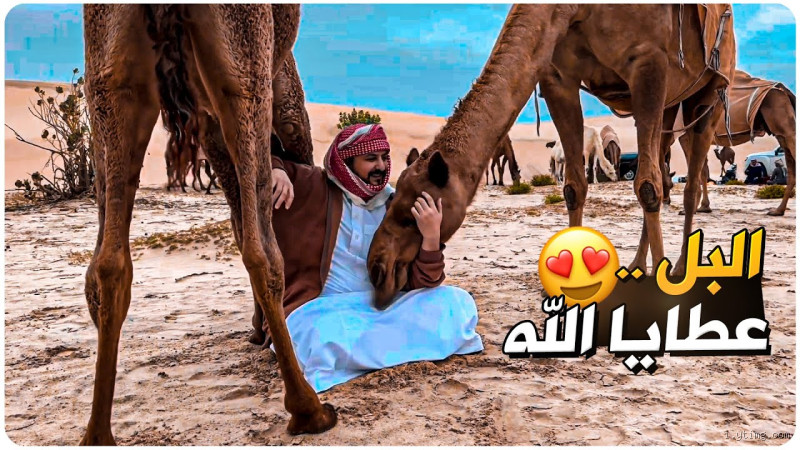 كيف تقضي حاجتك في البر؟ إليك الدليل الكامل لتجربة مريحة وآمنة