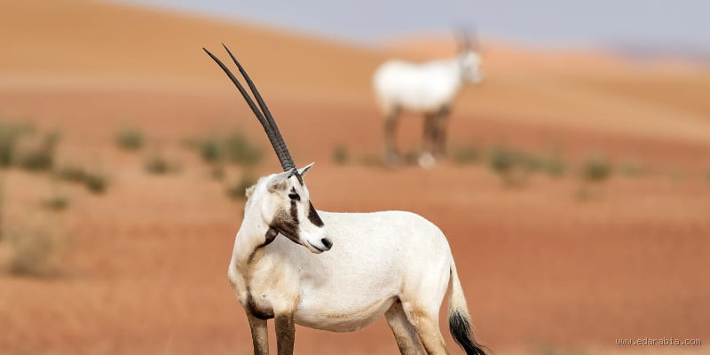 المها: ماذا تعني وما هي أهميتها في اللغة والثقافة؟