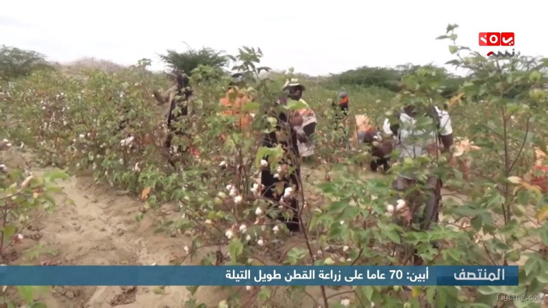 كم ينتج فدان القطن طويل التيلة؟ أرقام حقيقية وتجارب من أرض الواقع