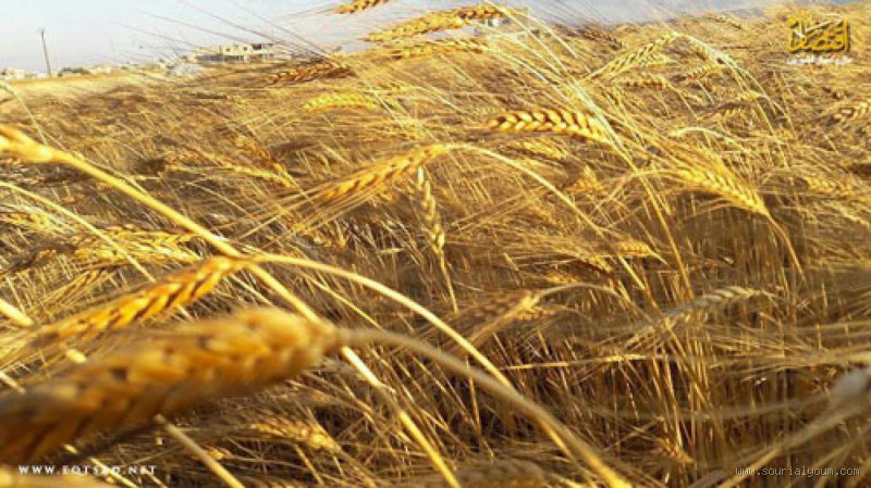 كم يستهلك الهكتار من الشعير؟