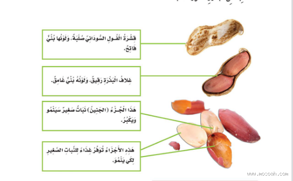 ما هي البذور التي تنبت في عشرة أيام؟ اكتشف أسرع النباتات نمواً!