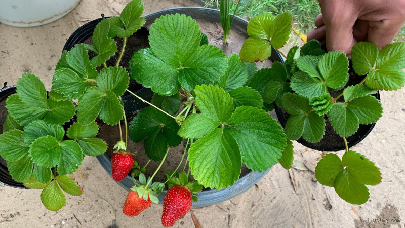 ما هي التربة المناسبة لزراعة الفراولة؟ دليل مفصل لاختيار الأفضل