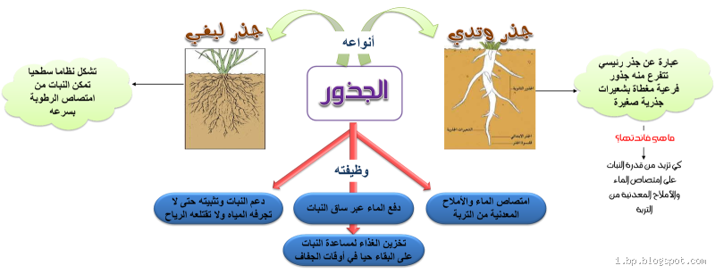 ما وظيفة الجذور في النباتات؟ تعرف على دورها وأهميتها في حياة النباتات