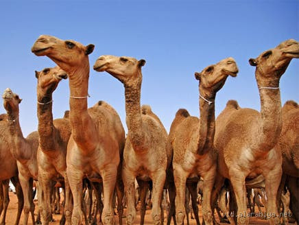 ماذا تُسمى الـ100 ناقة عند العرب؟ معلومة قديمة تشد القلب