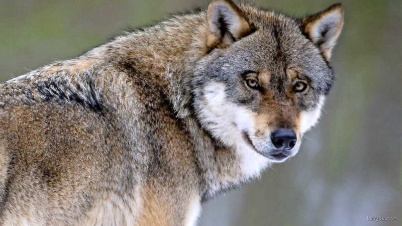 هل الذئب يسمع؟