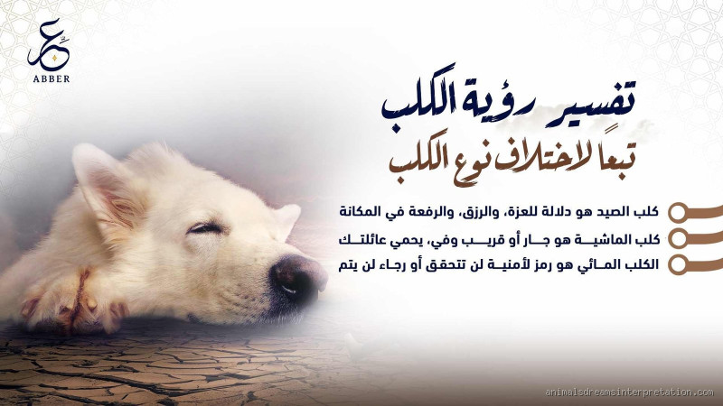 لماذا حرم الله دخول الكلاب إلى المنزل؟ تفسير الأسباب الشرعية