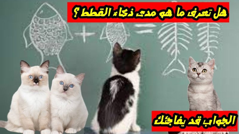 ما هو معدل ذكاء القطط؟ (اكتشاف يغيّر نظرتك لها)