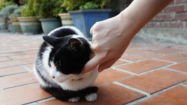 ما الذي يخاف منه القط؟