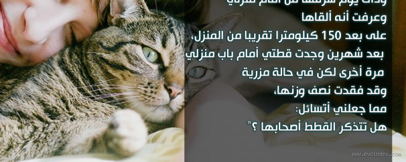 هل ذاكرة القطط قوية؟ اكتشف الحقيقة المدهشة