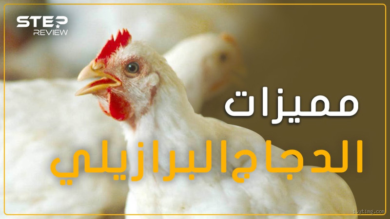 هل دجاج المطاعم حلال؟ كل ما تحتاج إلى معرفته