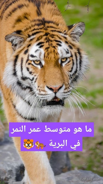 هل كل الحيوانات تتنفس؟ اكتشف الحقيقة المدهشة