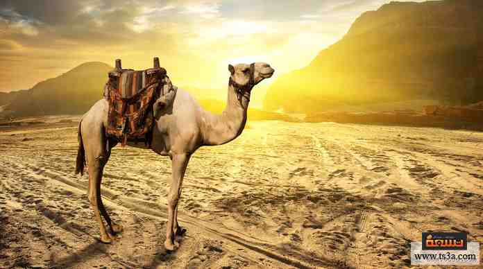 هل الجمل له أرجل؟ اكتشف الحقيقة الغريبة وراء هذا السؤال!