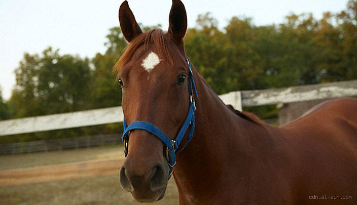 هل الخيل تغار؟ اكتشف حقيقة مشاعر الخيل!