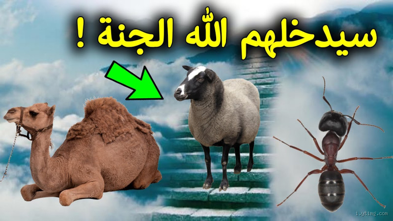 هل الكلاب تدخل الجنة؟ الفهم الديني لهذه المسألة المحيرة