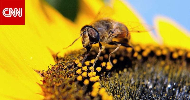 هل النحل إناث؟ الحقيقة وراء هذا السؤال المثير