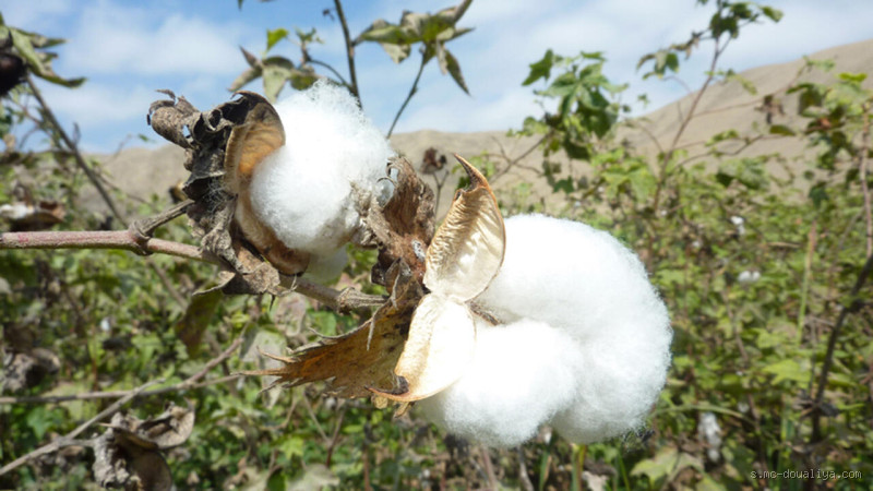 هل القطن فلقه أم فلقتين؟ اكتشف الحقيقة وراء هذا السؤال الغريب