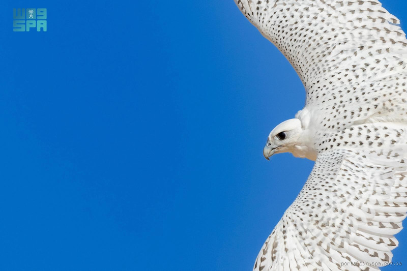 هل الصقر يهاجم الإنسان؟ اكتشف الحقيقة المدهشة!