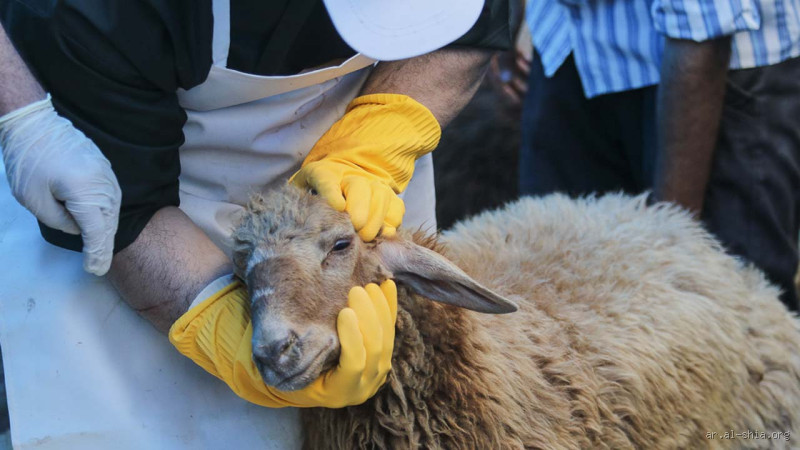 هل تجوز ذبائح الشيعة؟ الإجابة الدقيقة التي يجب معرفتها