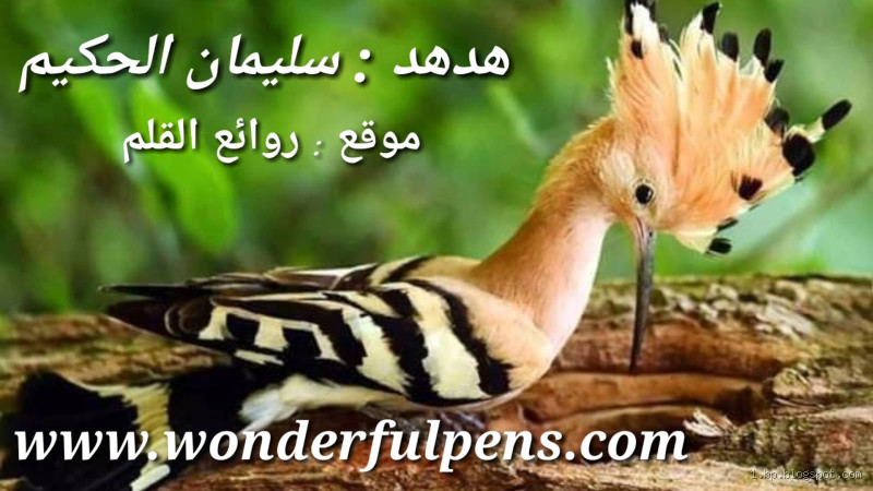 هل تكلم الهدهد في القرآن؟ حقيقة الأمر وأسطورته