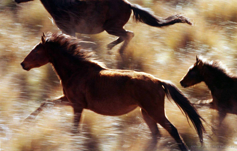 هل يوجد حصان بجناحين؟ الحقيقة وراء الأسطورة