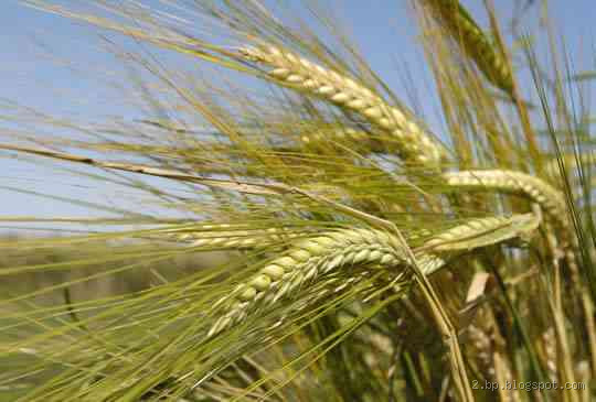 كم كيلو شعير بالهكتار؟ تعرف على الحقيقة وراء الإنتاج الزراعي