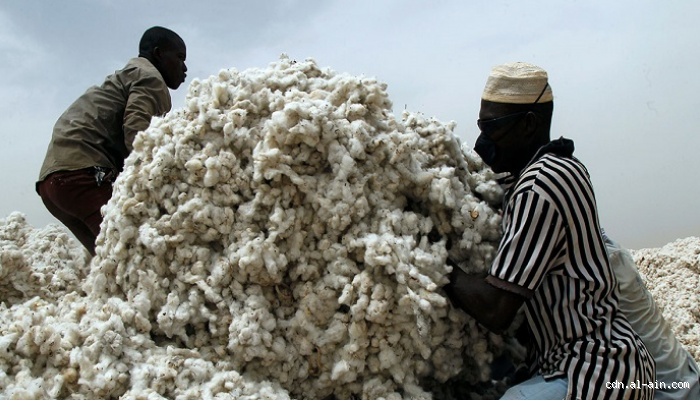 كم ينتج السودان من القطن؟ معلومات هامة عن الإنتاج المحلي