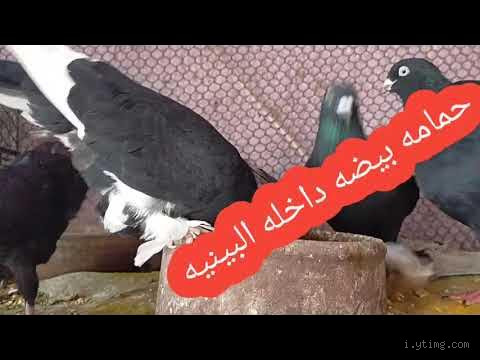 لماذا خلق الله الحمام؟ اكتشف الحكمة وراء خلقه