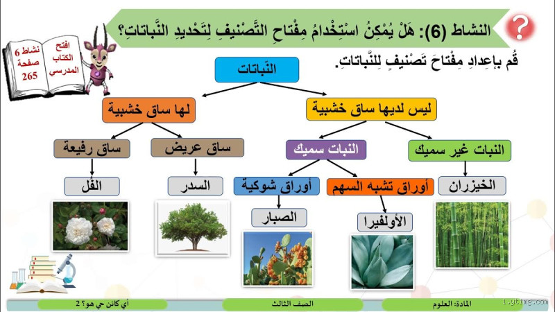 ما هو أذكى كائن حي بعد الإنسان؟
