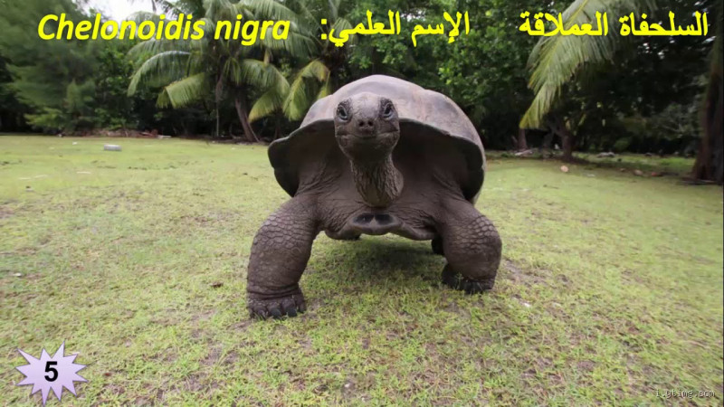 ما هو الحيوان الذي لا يخون؟