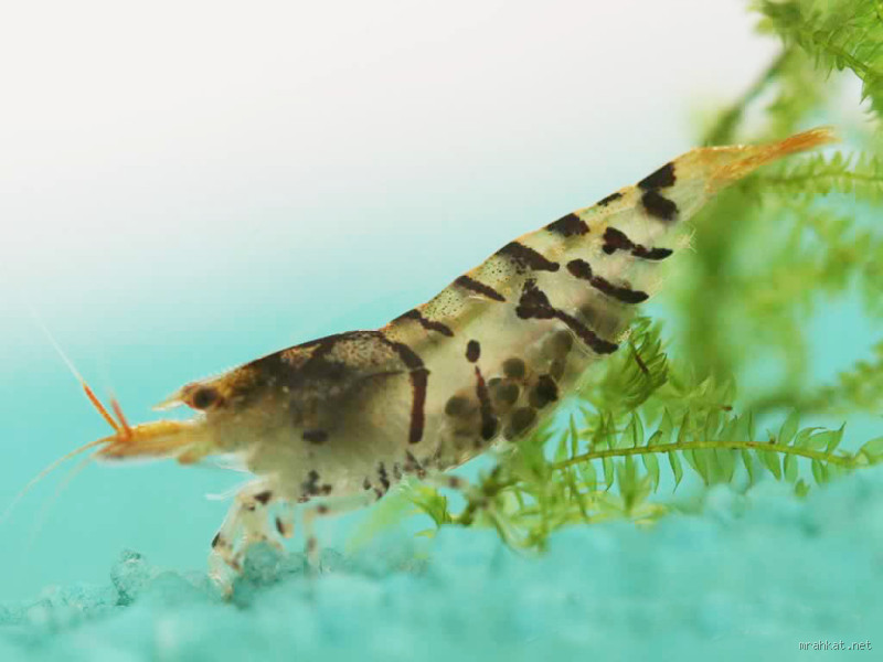 ما هو الكائن الذي قلبه في رأسه؟ اكتشافات مذهلة عن الكائنات البحرية