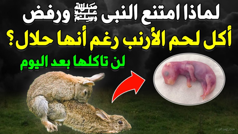 ما هي الديانة التي تحرم أكل الأرانب؟ معرفة الأسباب والحقائق