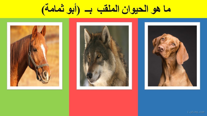 ما هي ألقاب الحيوانات؟ تعرف على أسرار عالم الألقاب