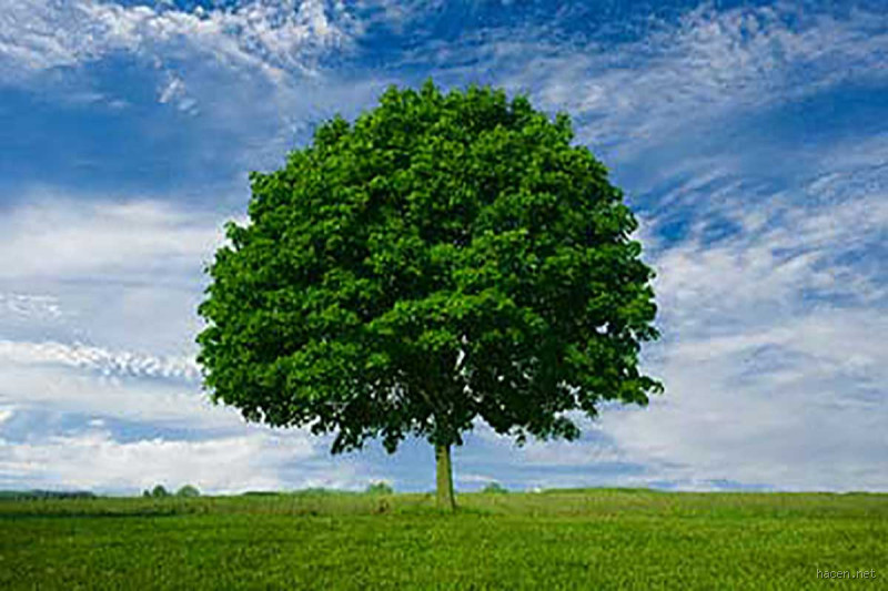 ما هي معجزة الشجرة؟ اكتشف سر هذه الظاهرة الطبيعية المدهشة