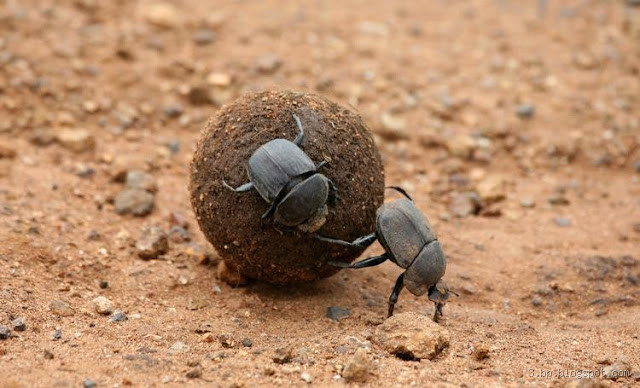 ما هي أقوى حشرة في العالم؟ اكتشف أقوى مخلوق صغير!