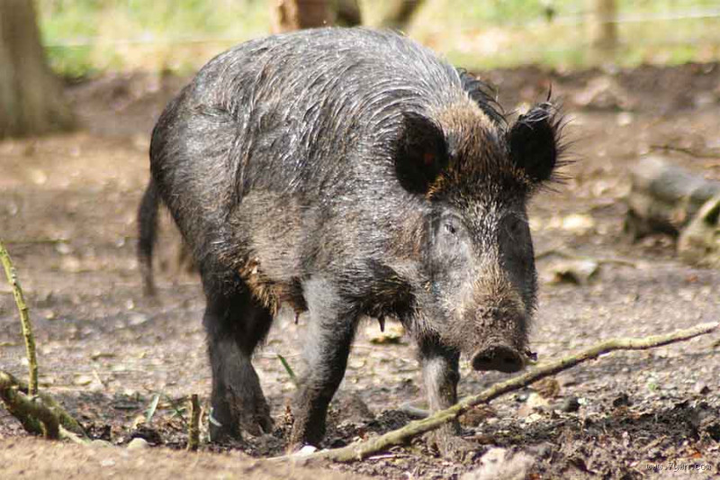 ما هي صفات الخنزير؟ تعرف على خصائصه وأسراره