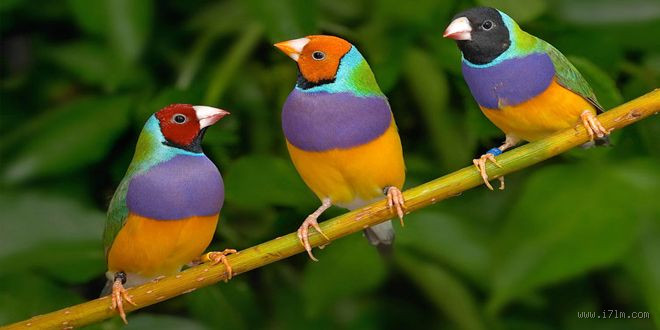 ما اسم أجمل عصفور؟ اكتشف الطيور الأكثر جمالًا في العالم