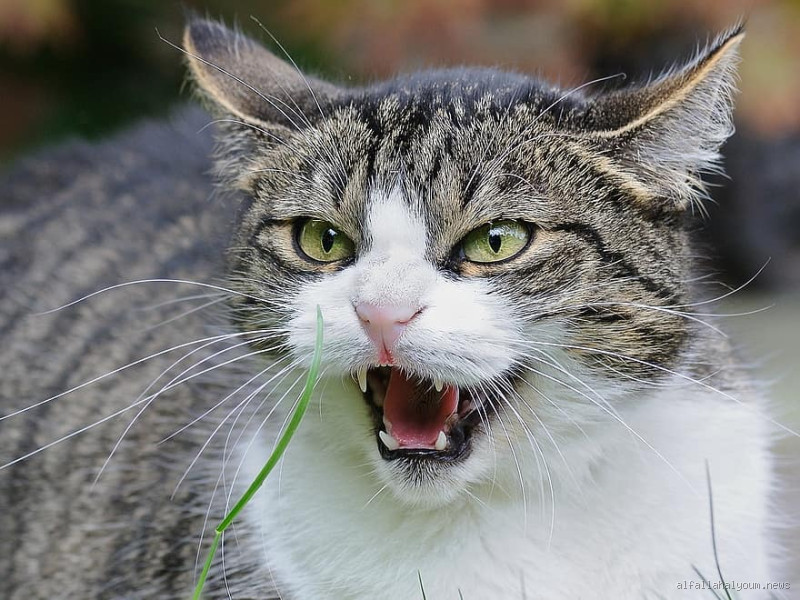 ماذا يفعل القط عندما يغضب؟ علامات يجب أن تعرفها!