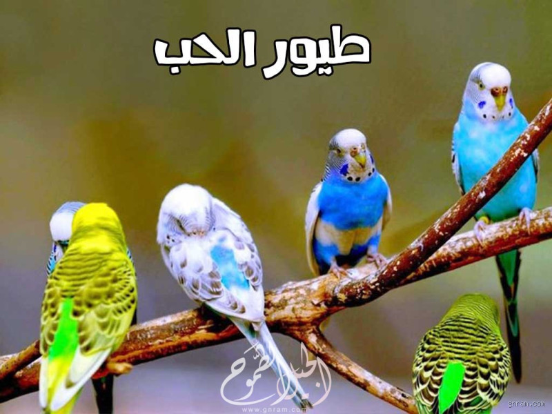 ماذا يحب الطير؟ اكتشف الأمور التي يحبها الطيور حقًا!