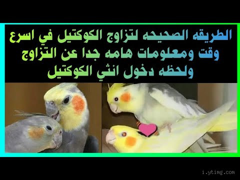 من علامات تزاوج الكوكتيل؟ اكتشف كيفية معرفة وقت التزاوج