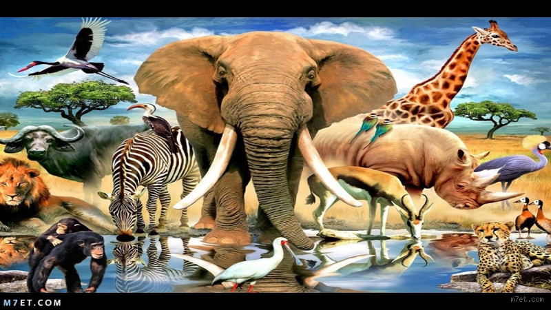 من النمور؟ تعرف على أسرار هذه الكائنات المدهشة