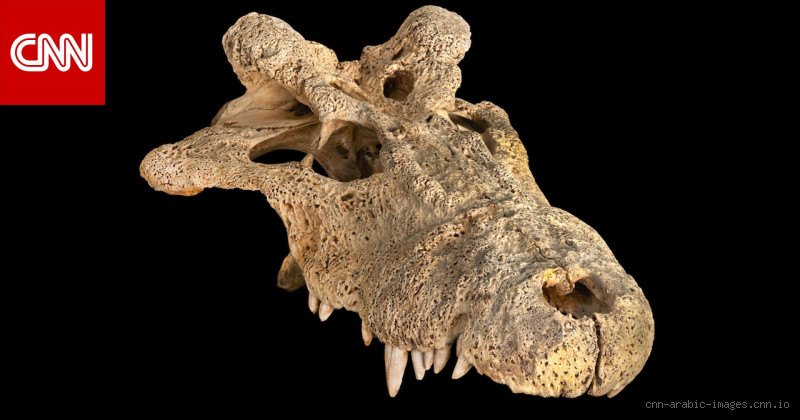 من مخترع الدجاج؟ الحقيقة وراء أصل هذا الكائن