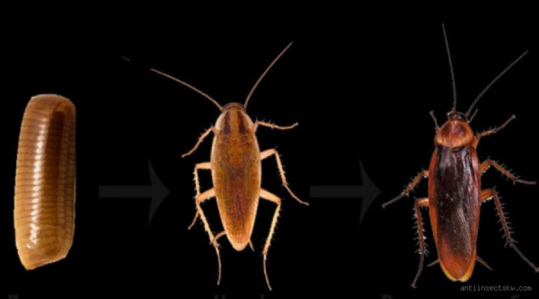 كم عدد عيون صرصور؟ اكتشف سر رؤيته الخارقة!