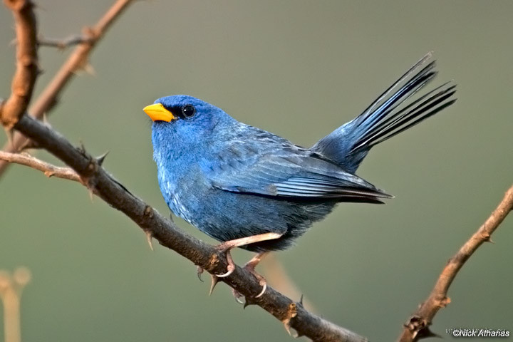 هل العصافير لا تنام؟ اكتشف الحقيقة وراء نوم الطيور