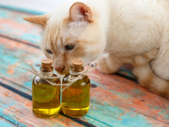 هل العطر خطر على القطط؟ اكتشف الحقيقة الآن