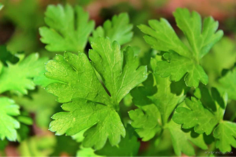 هل البقدونس منشط؟ اكتشف الحقيقة المدهشة وراء هذا النبات البسيط