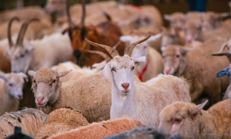 ما هو الفرق في التأثيرات الغذائية لتناول لحم الماعز مقابل الضأن؟