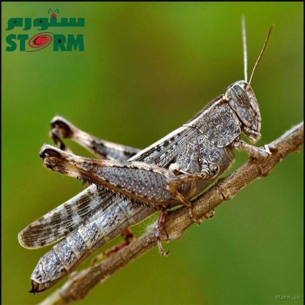 هل الجراد يؤذي الإنسان؟ تعرف على تأثير الجراد على صحتنا