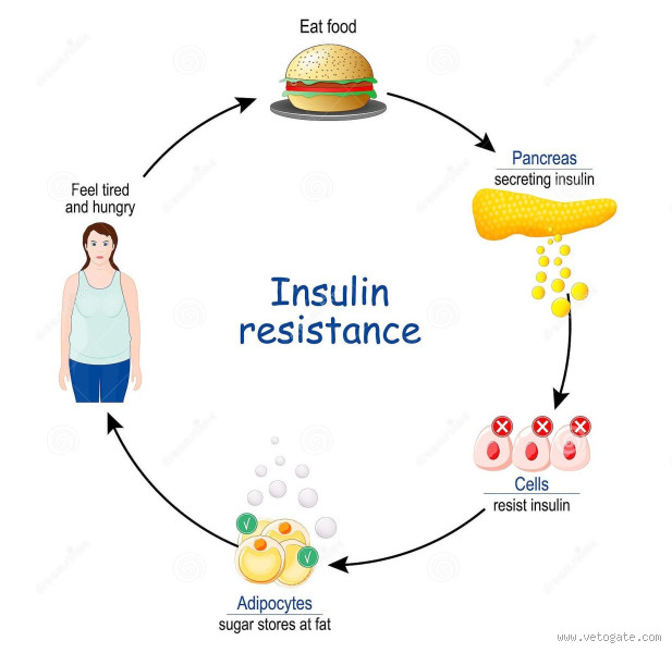 هل مقاومة الأنسولين تسبب خمول؟